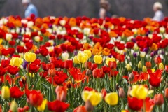 May-2023-Wicked-Tulips-Flower-Farm